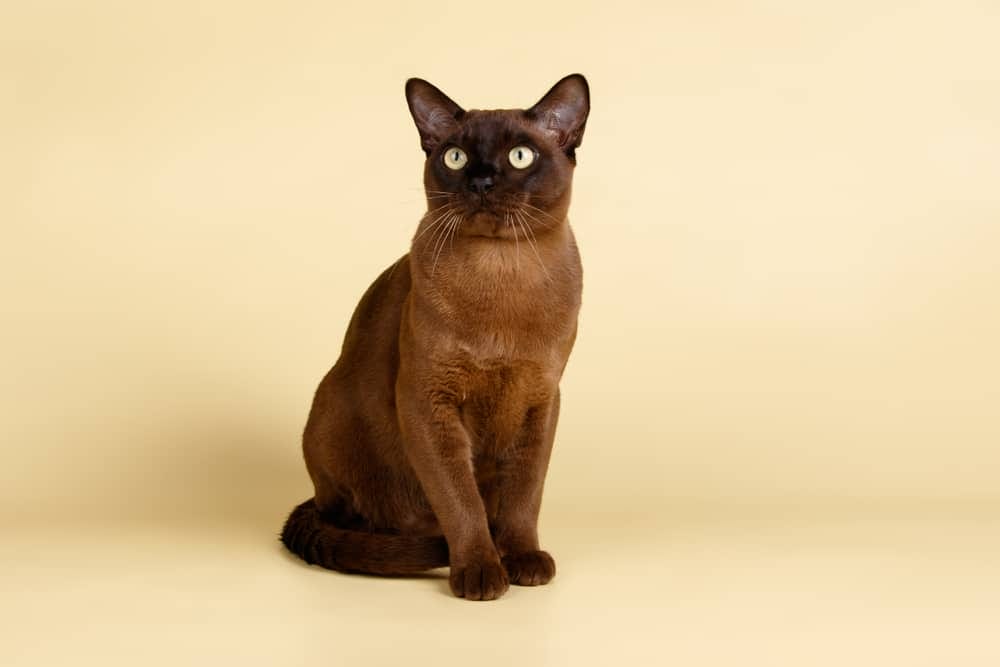 Burma Rasse Allergiker