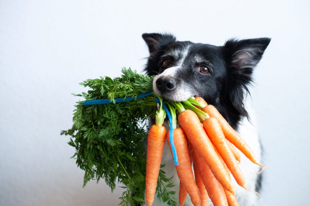 Dürfen Hund Tomaten essen?