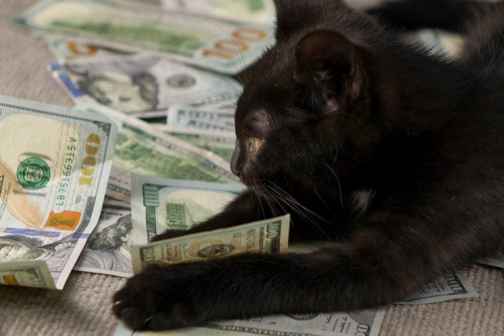 Fakten über schwarze Katzen