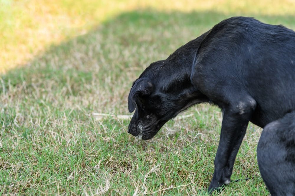Hund Kohletabletten bei Vergiftungen