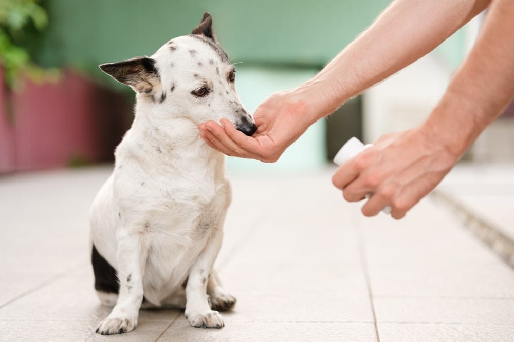 Hund Kohletablette geben