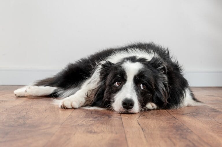 Hund ist eifersüchtig