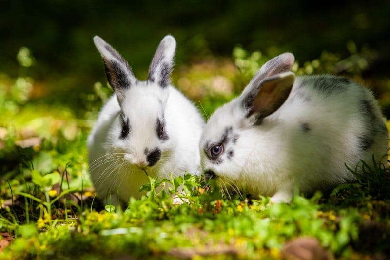 Kaninchen fressen am besten Wiesengrün in großen Mengen
