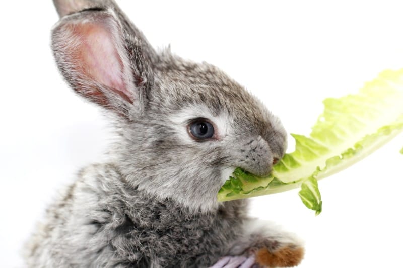 Kaninchen Gemüsegrün Bittersalate