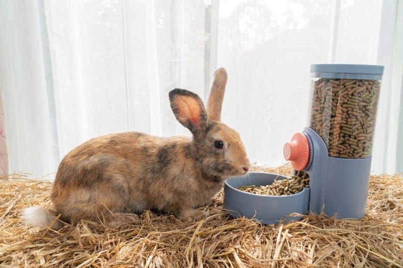 Kaninchen Verfütterung von Pellets ungesund