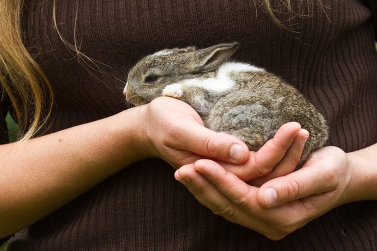 Kaninchenbabys von Hand aufziehen