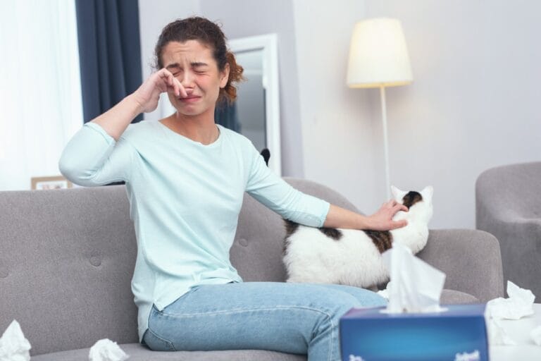 Katzen für Allergiker - Diese Rassen sind geeignet