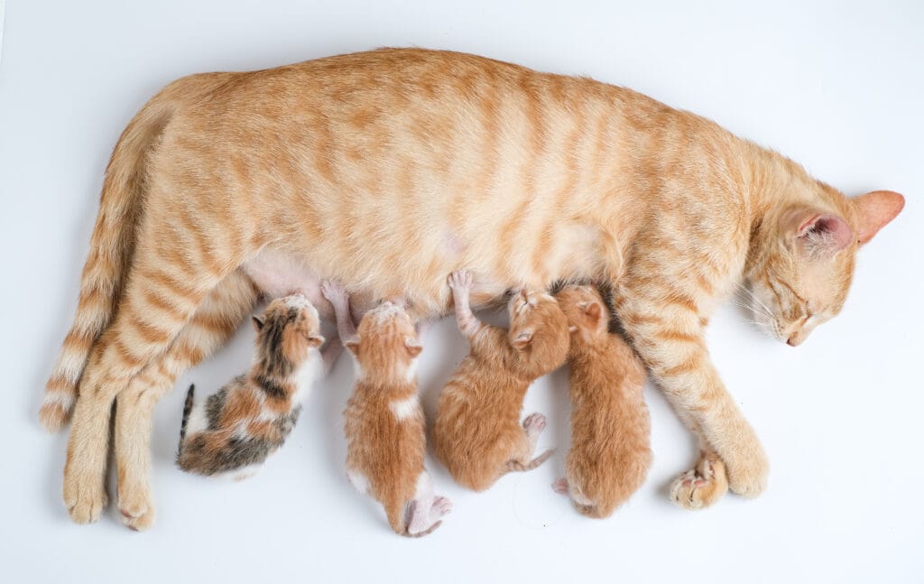 Katzen treteln