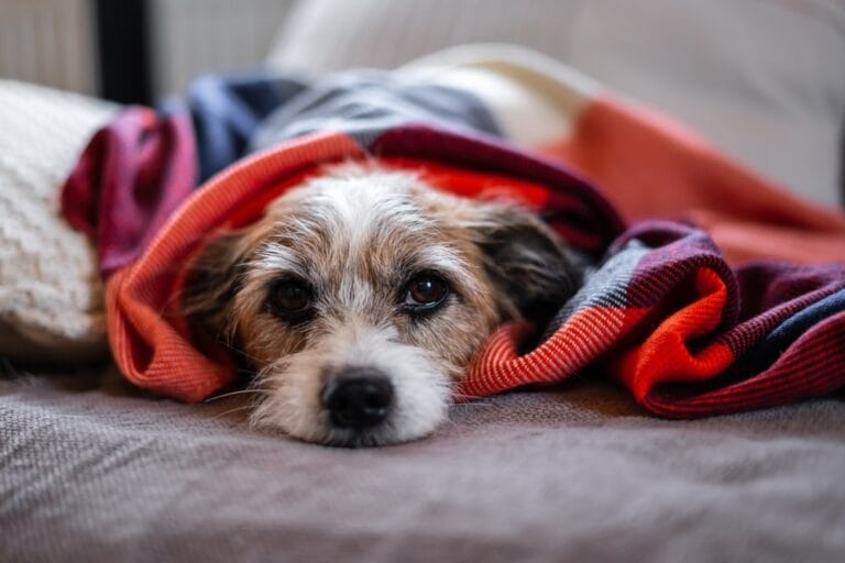 Kohletabletten Hund