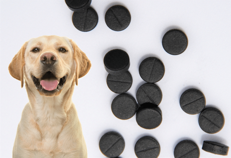 Kohletabletten Hund