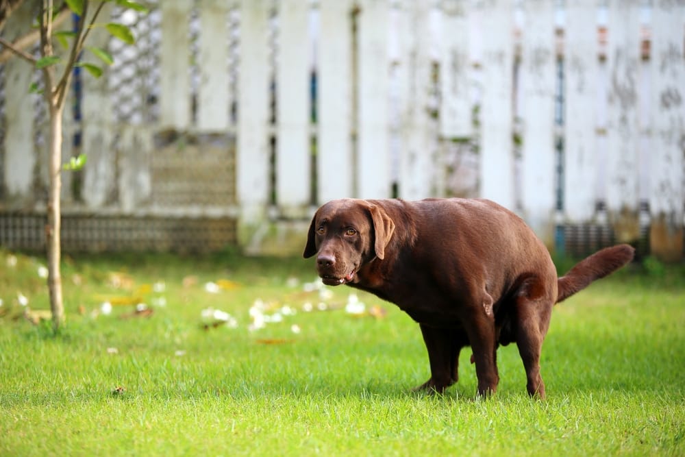 Kohletabletten für Hunde bei Durchfall