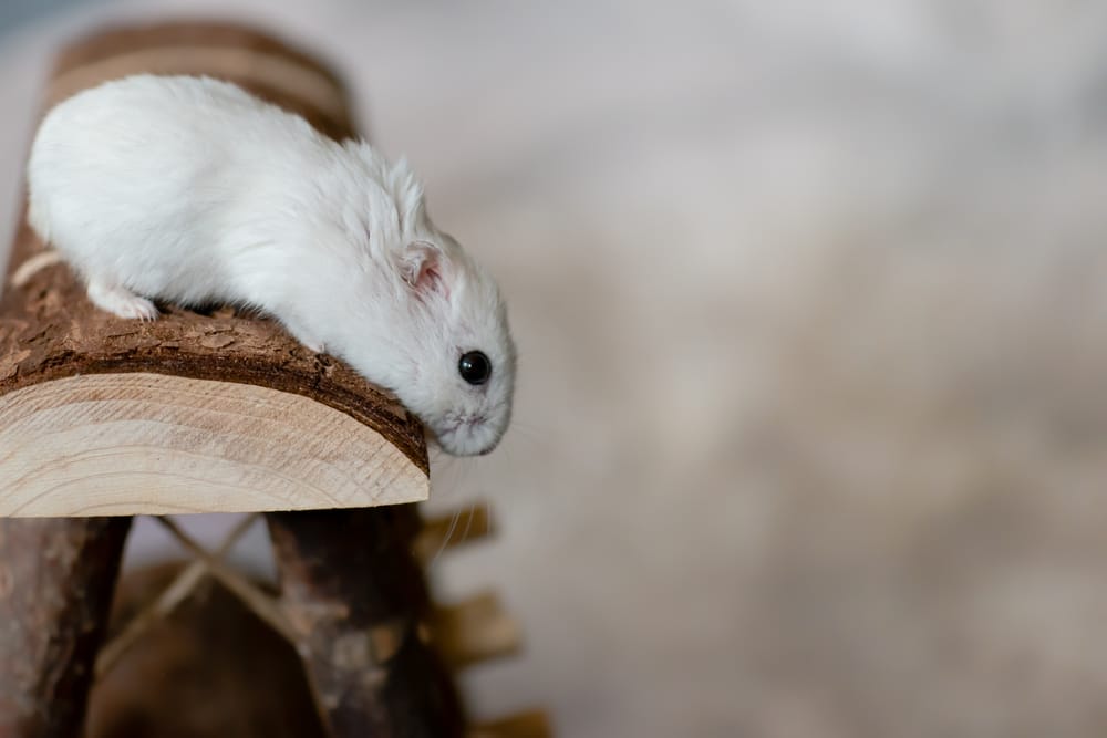 Merkmale Dsungarischer ZWerghamster