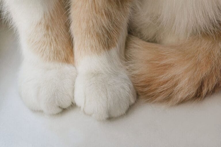Milchtritt bei der Katze