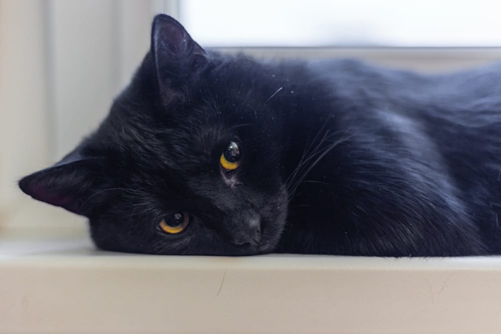 Schwarze Katze Aberglauben