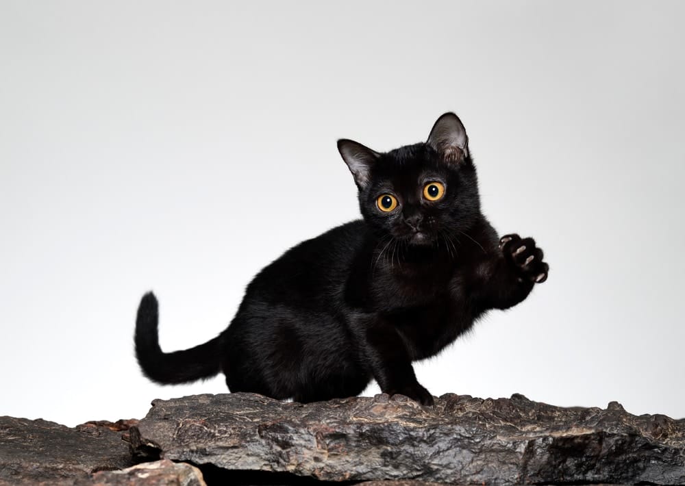 Schwarze Katzenrassen