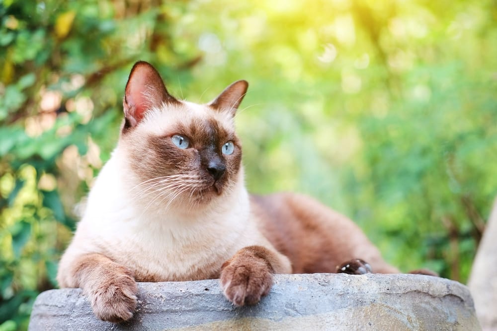 Siamkatze Menschen mit Allergie