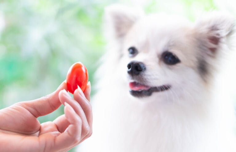 Tomate Hund