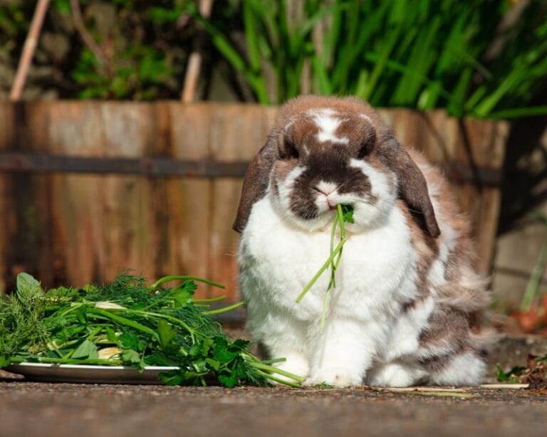 Was fressen Kaninchen