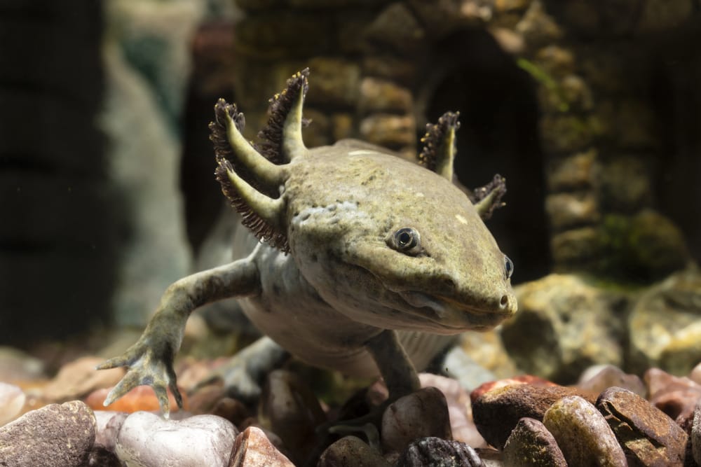 Axolotl (Ambystoma mexicanum) sind in der Natur grau-schwarz gefärbt