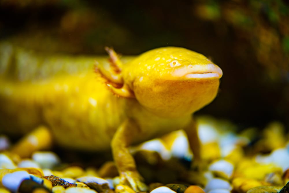Ein goldener Axolotl