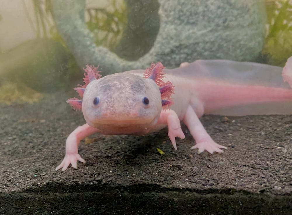 Axolotl Haltung im Aquarium Alle Infos Total Tierisch