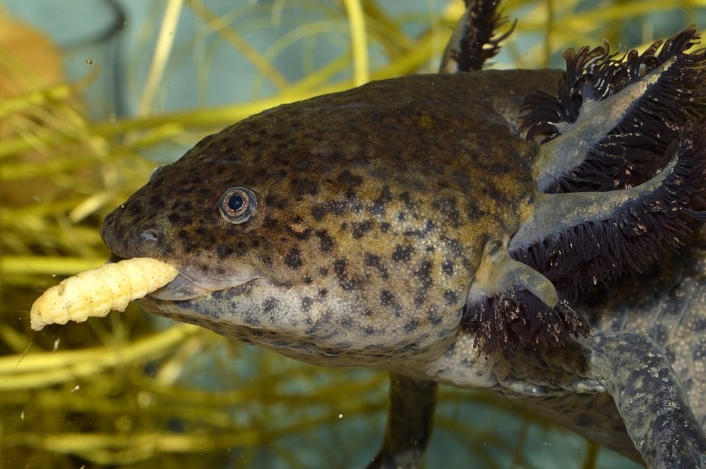 Axolotls Fütterung