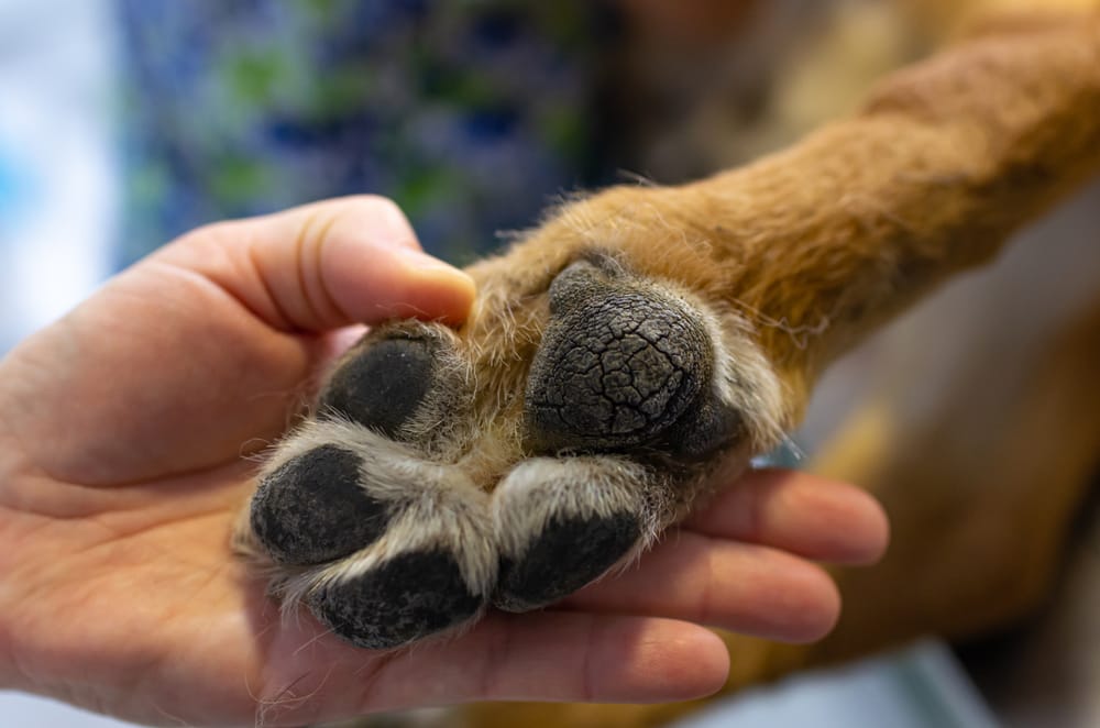 Hund Ballen trocken Pflege Tipps