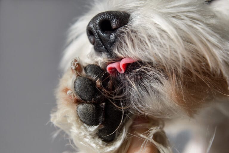Hund leckt Pfoten