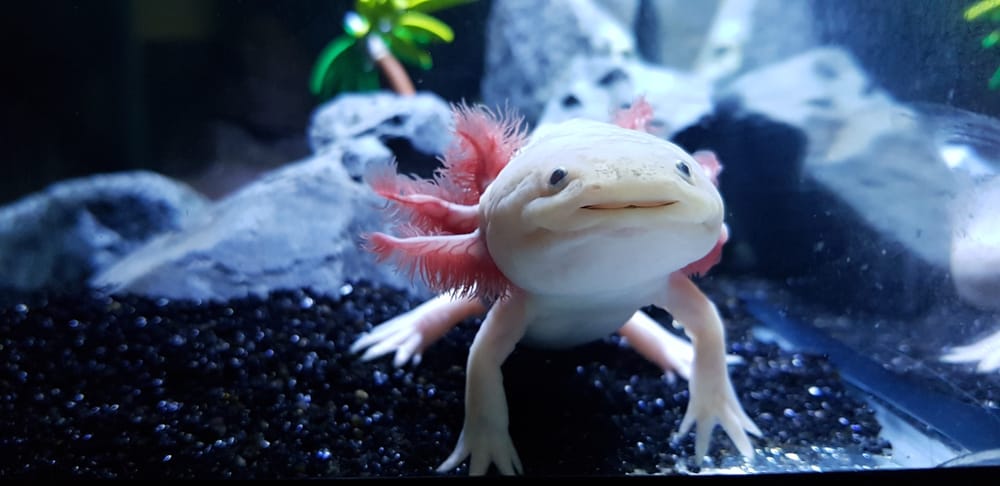 Informationen zu Axolotln