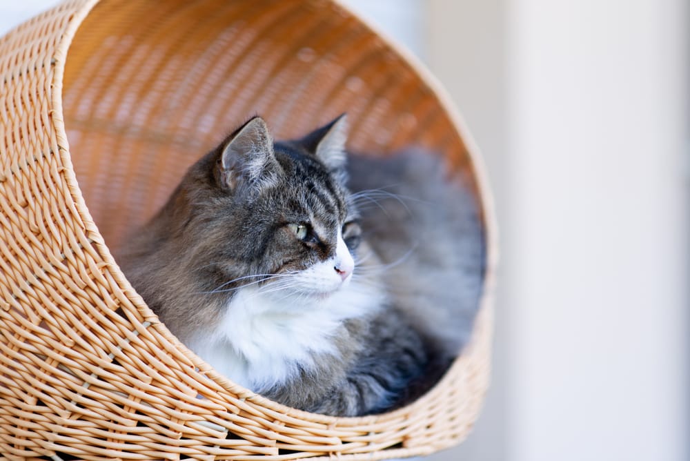 Katzenkind vergesellschaften Tipps