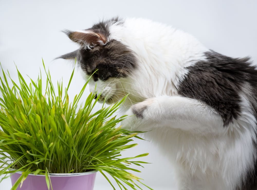 Katzen Pflanzen ohne Giftigkeit 