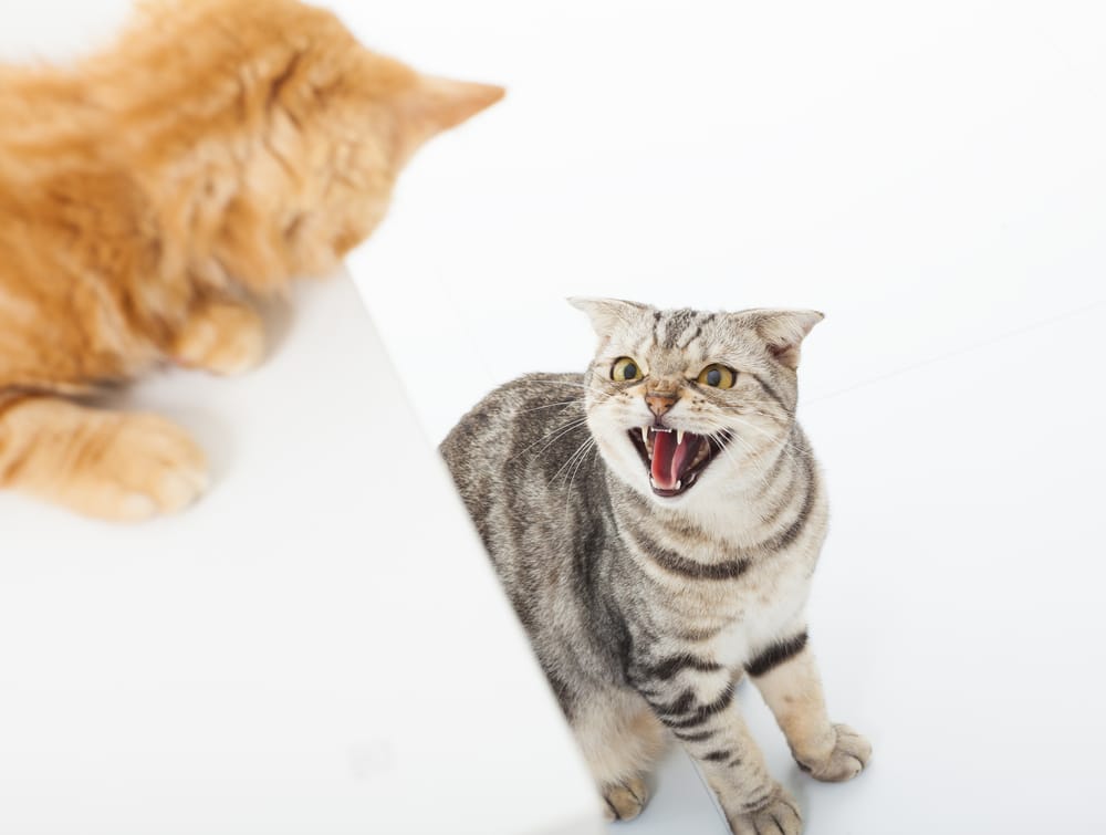 Katzen auf Anhieb aneinander gewöhnen