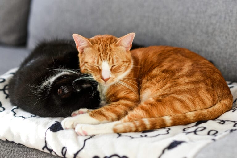 Katzen zusammenführen Anleitung