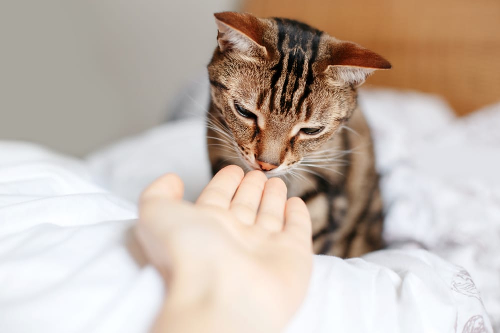 Katzen zusammenführen Freunde