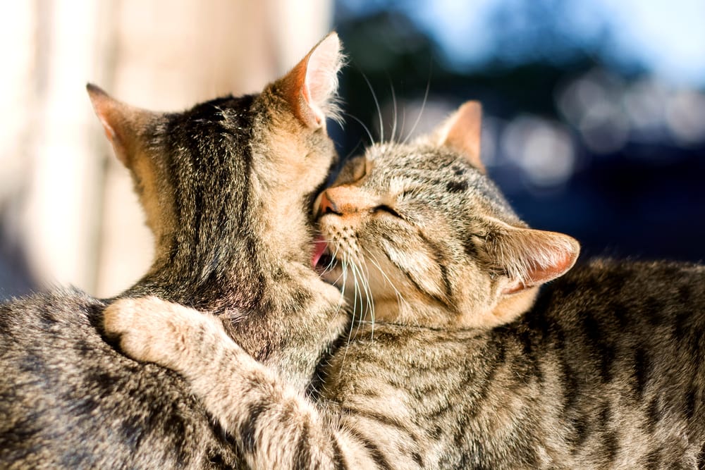 Katzen zusammenführen Charakter 