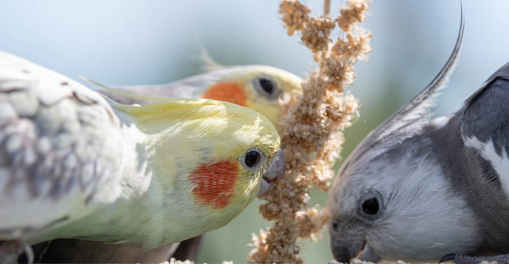 Nymphensittich Haltung und Ernährung
