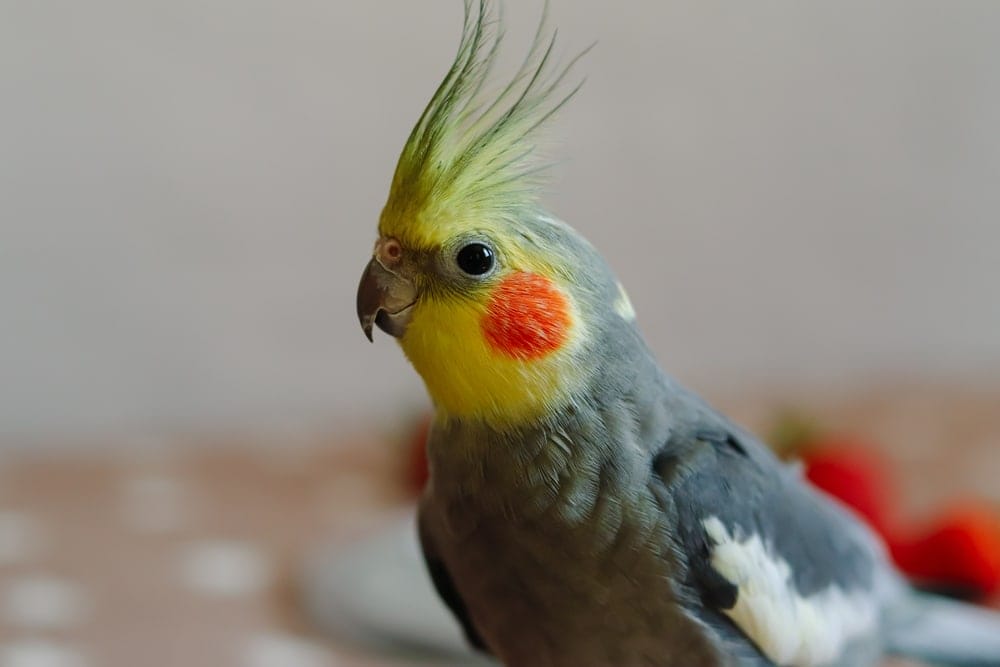 Nymphensittich als Haustier