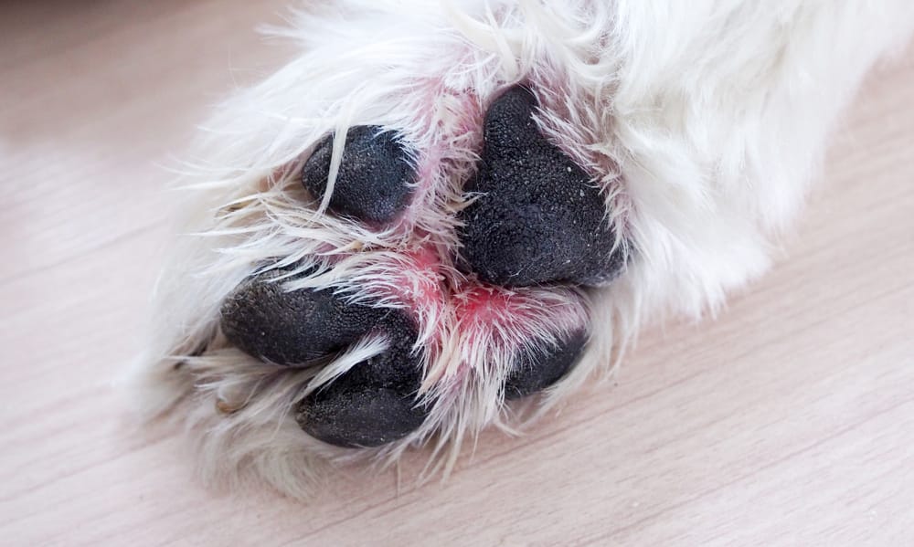 Hund leckt Pfoten Grund