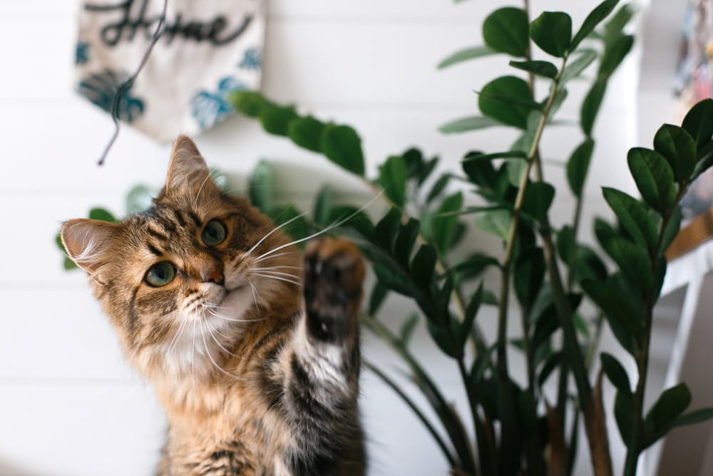 59+ Glücksfeder Katze Giftig, Aber pass auf, denn besonders das