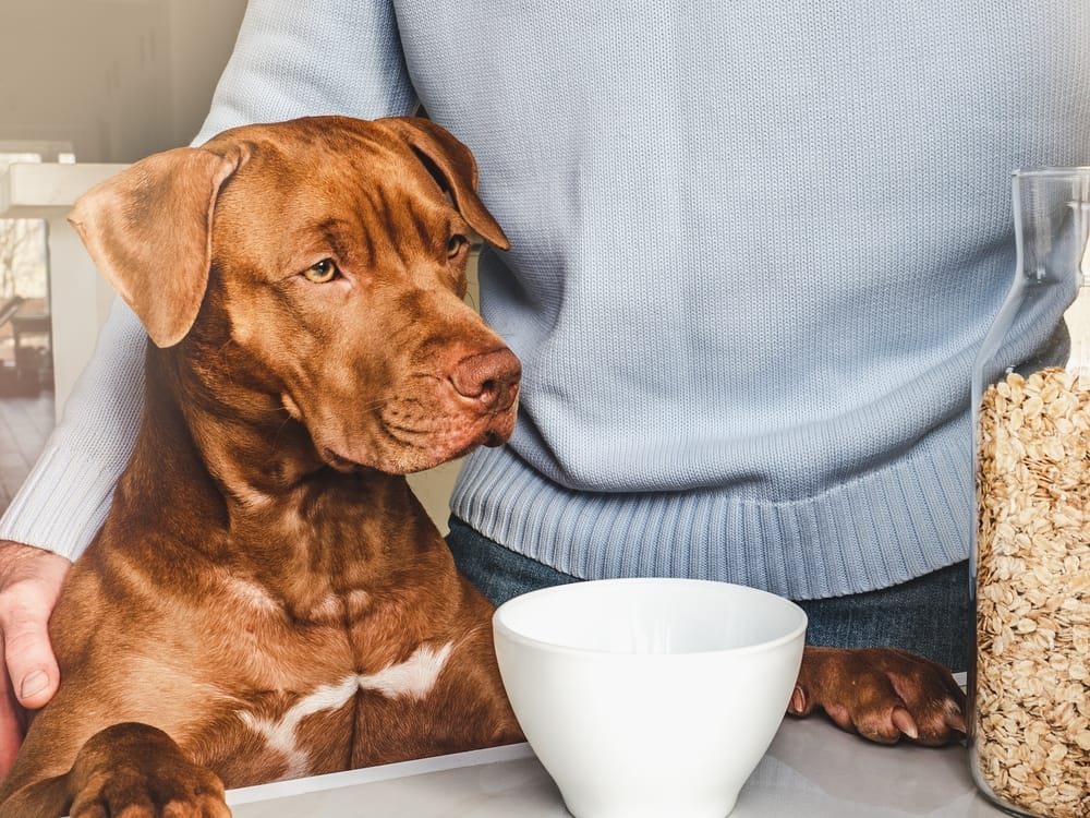 Haferflocken für Hunde