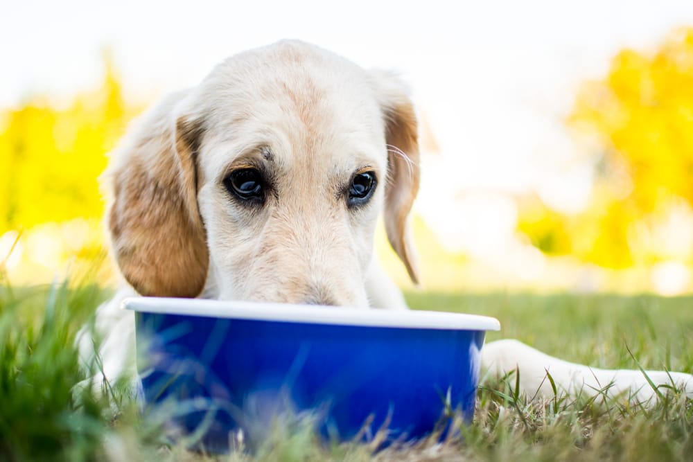 Hundefutter für Magen-Darm empfindliche Hunde Test
