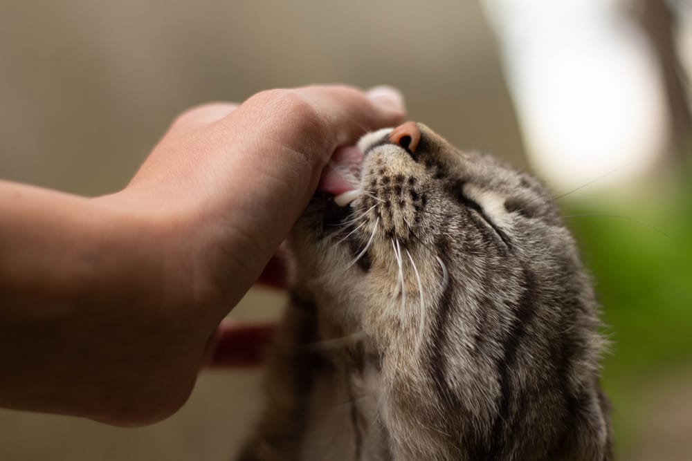 Meine Katze leckt mich ab warum macht sie das? Total Tierisch