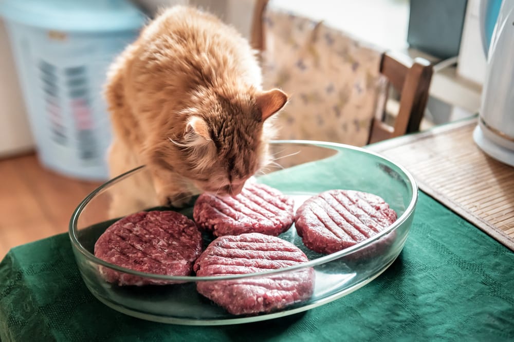 Eine gefräßige rote Katze klaut Fleisch aus der Küche