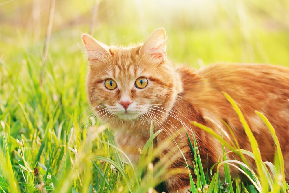 Eine rote Katze mit einem deutlich sichtbaren "M" in der Zeichung auf der Stirn