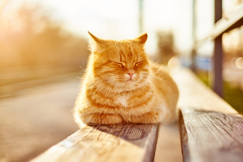 Eine rote Katze bei sanftem Sonnenlicht im Freien