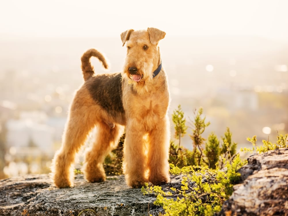 Ayredale Terrier