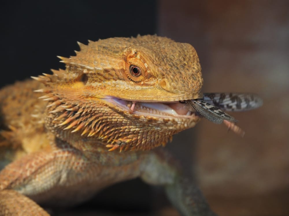 Bartagame Ernährung
