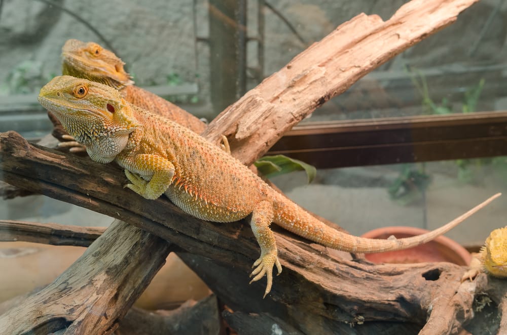 Bartagame Terrarium