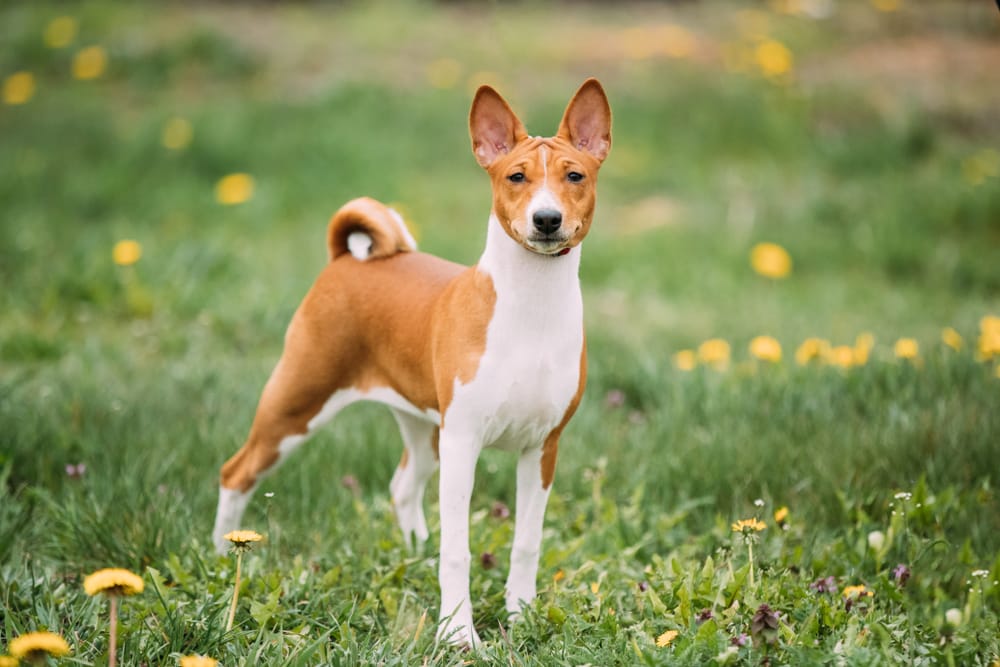 Basenji Hund