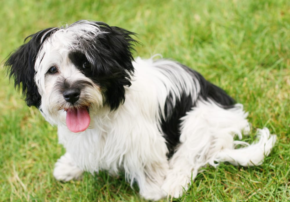 Havaneser Hund